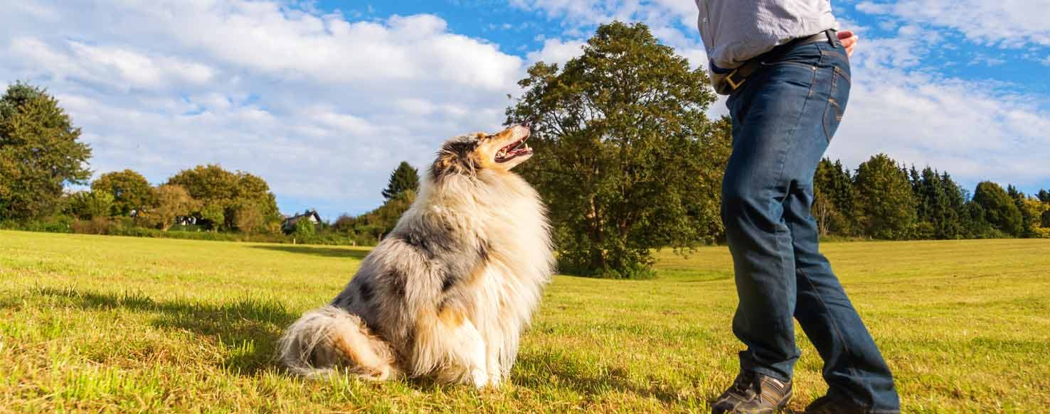 Watch Me method for How to Train Your Dog to Bow