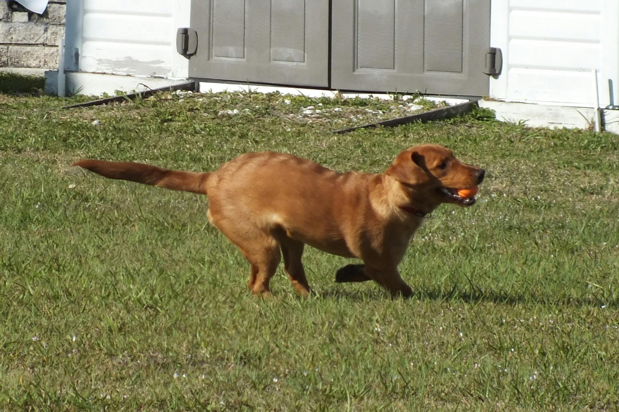 How Do I Get My Dog To Bring The Ball Back