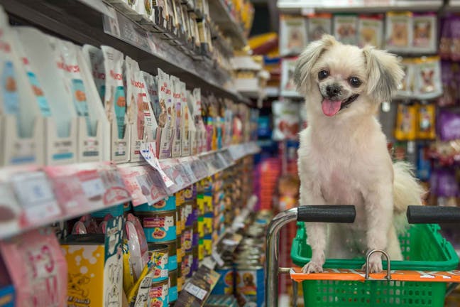 How to Train Your Dog to Bring in Groceries