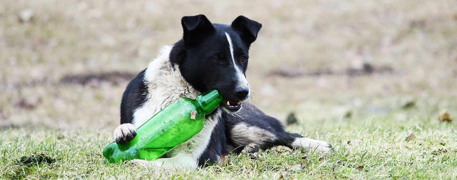 Get Me a Beer method for How to Train Your Dog to Bring You a Beer