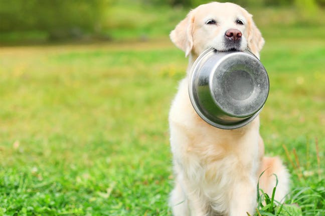How to Train Your Dog to Bring You His Bowl