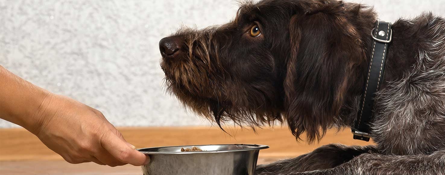 Touch method for How to Train Your Dog to Bring You His Bowl