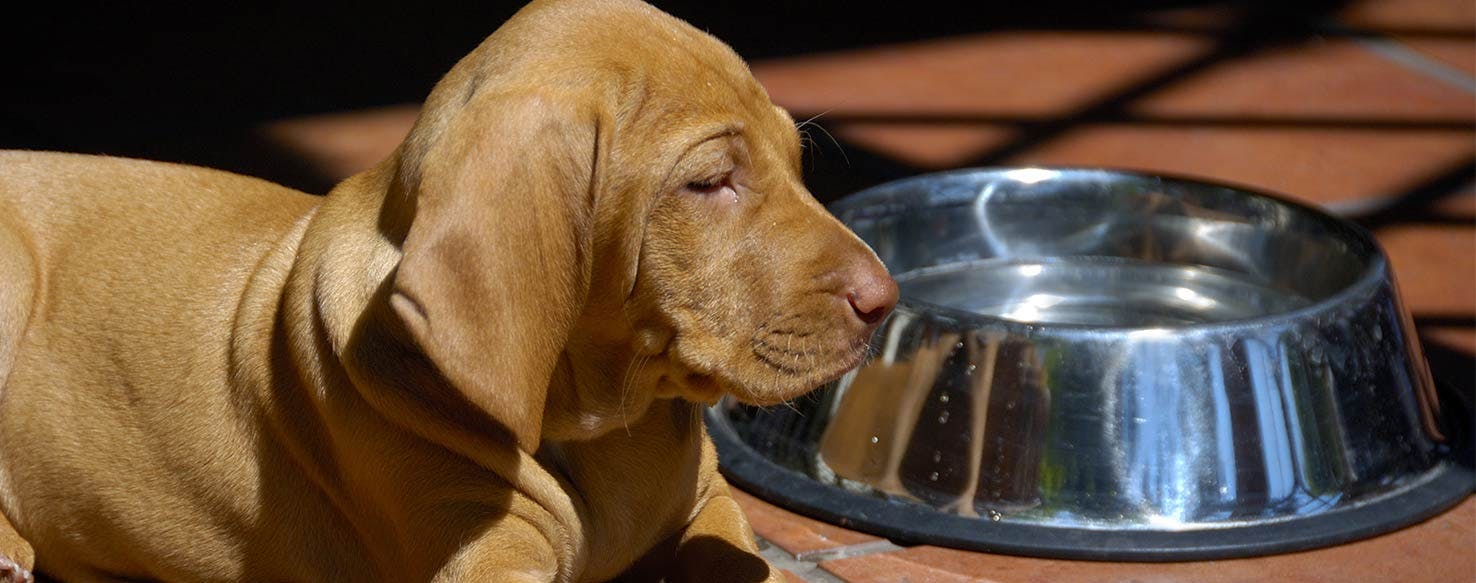 By the Name method for How to Train Your Dog to Bring You His Bowl