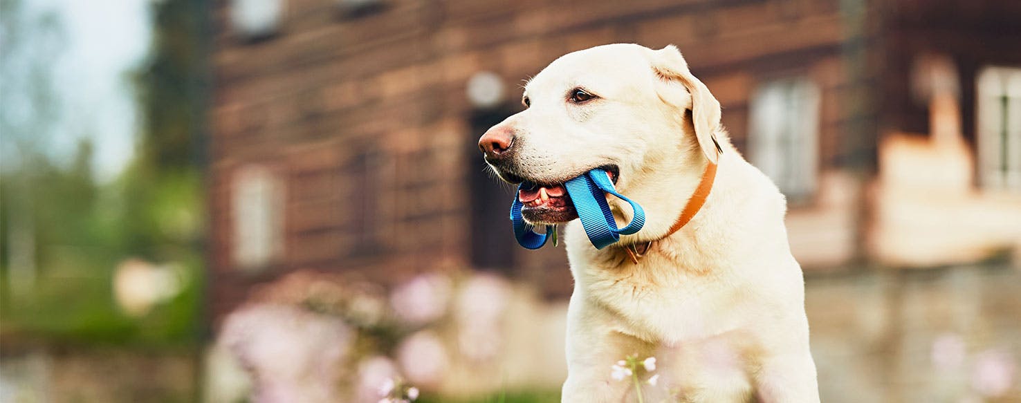 Fetch Leash method for How to Train Your Dog to Bring You His Leash