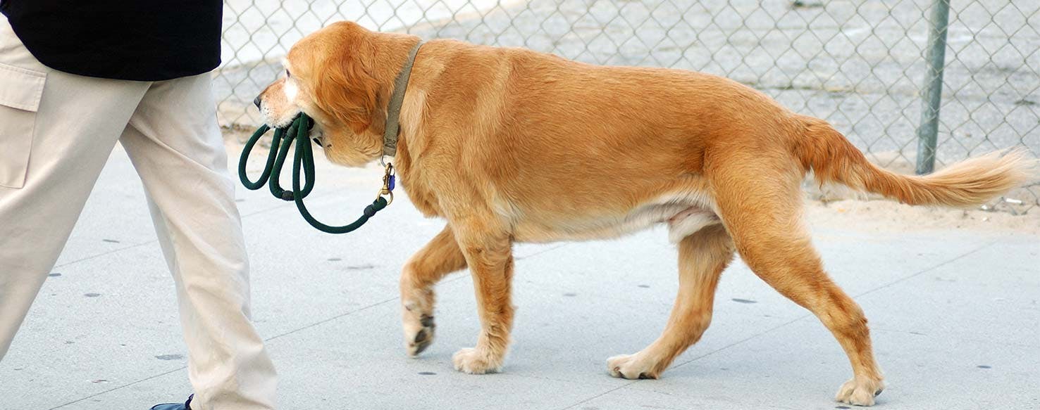 dog carrying leash