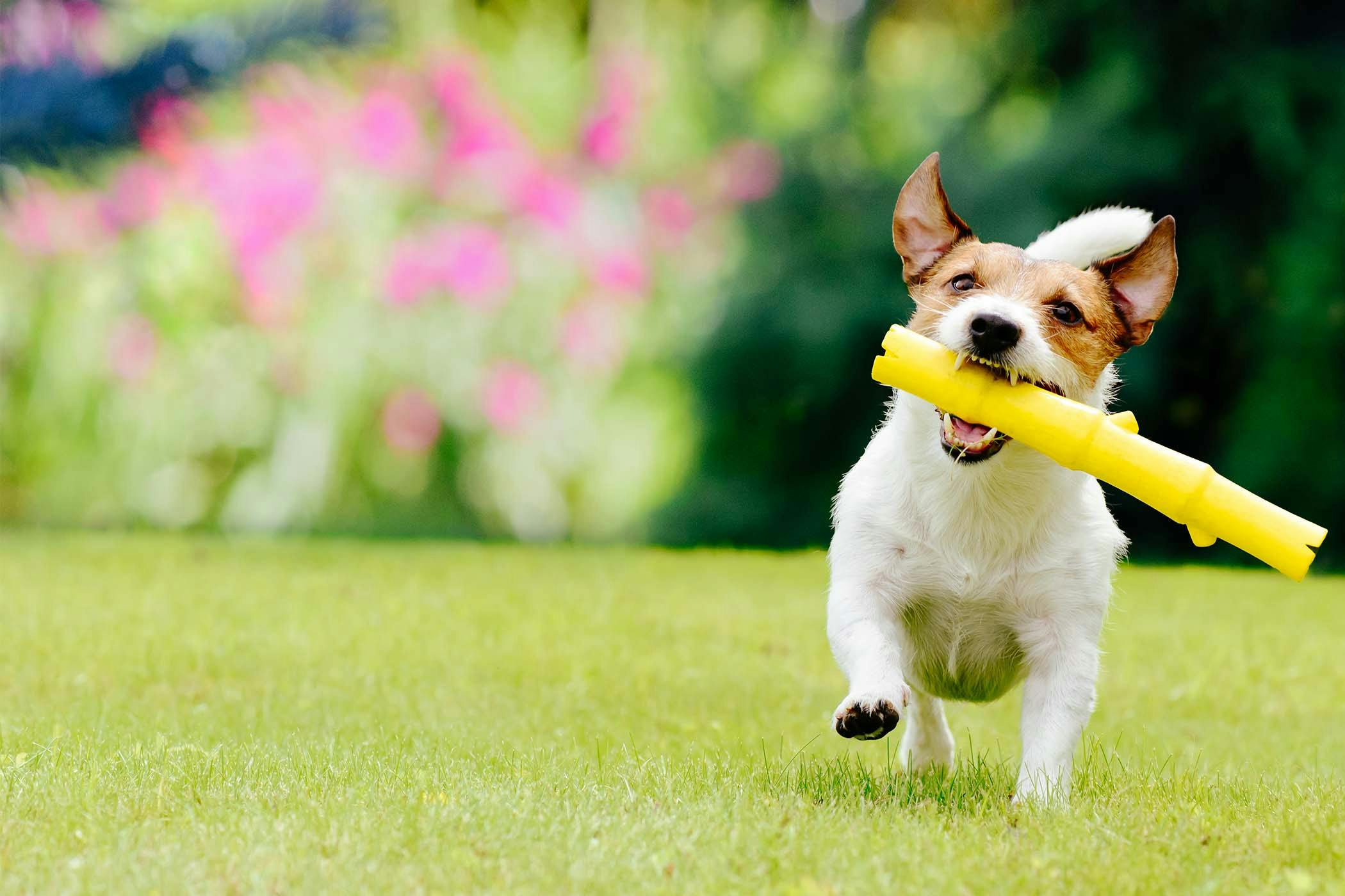 Teaching dogs to recognize the names of toys