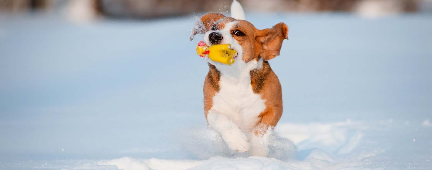 Clicker Training method for How to Train Your Dog to Bring You Something