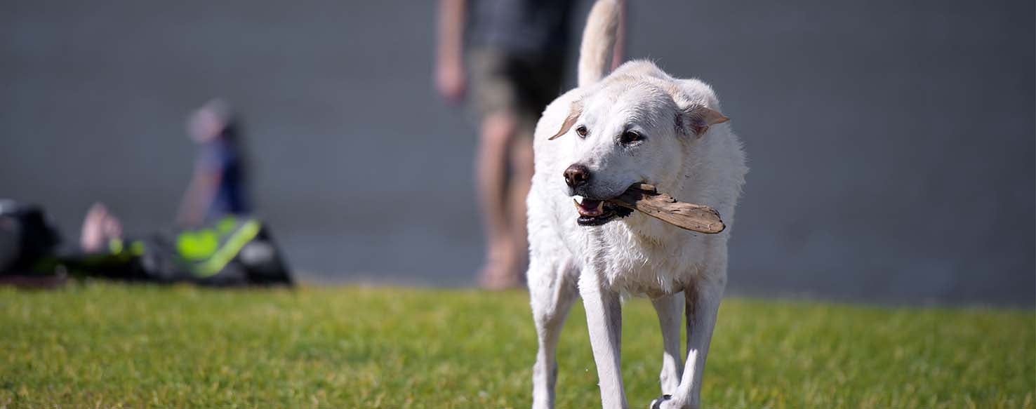 Squeaky Toy method for How to Train Your Dog to Bring You Something