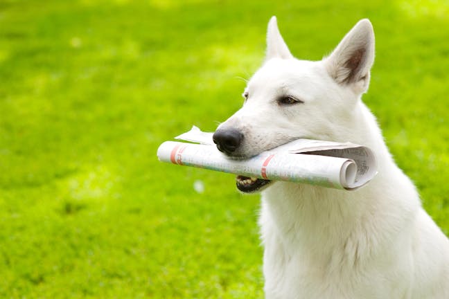 How to Train Your Dog to Bring You the Newspaper