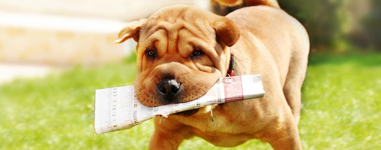 Clicker Training method for How to Train Your Dog to Bring You the Newspaper