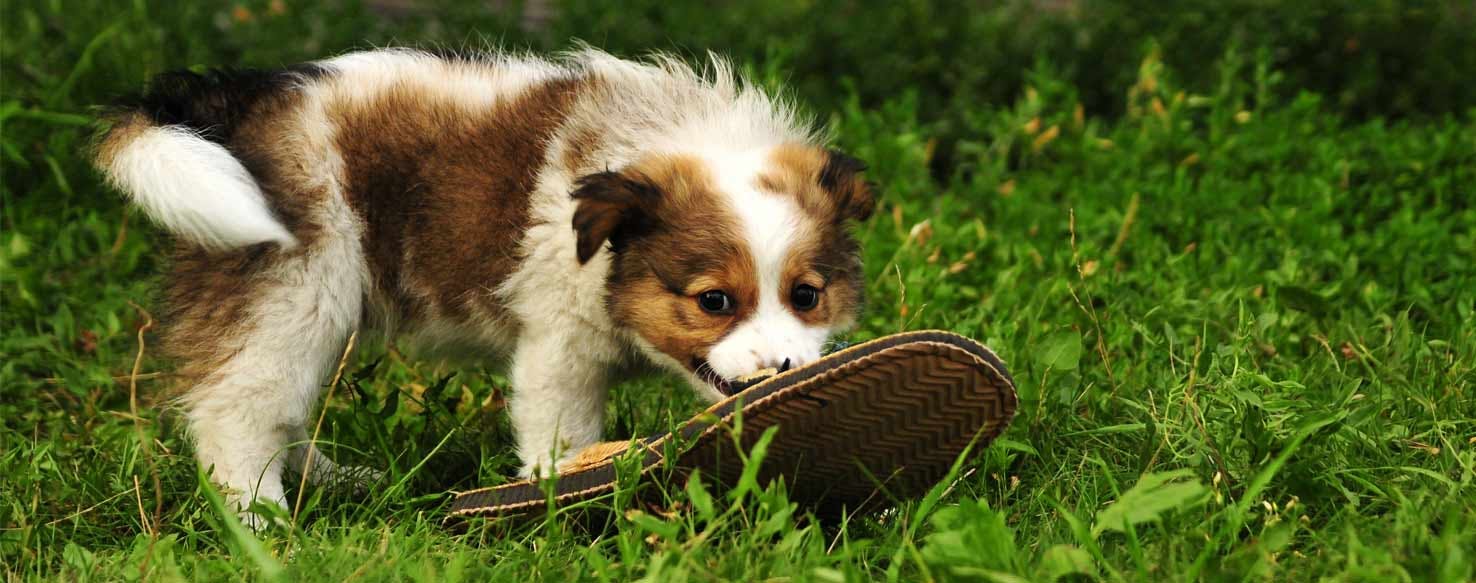 Click and Treat method for How to Train Your Dog to Bring Your Slippers