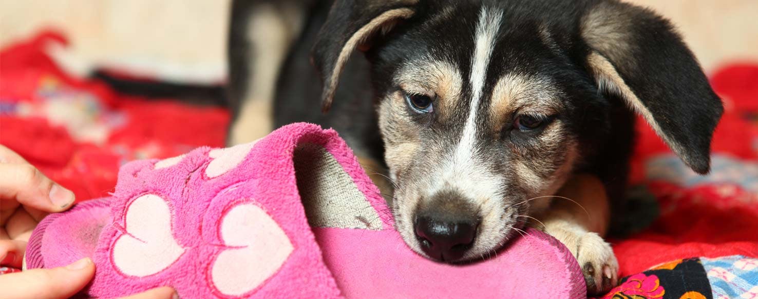 Start with Fetch method for How to Train Your Dog to Bring Your Slippers