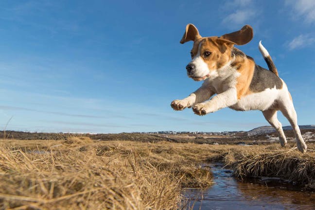 How to Train Your Dog to Broad Jump