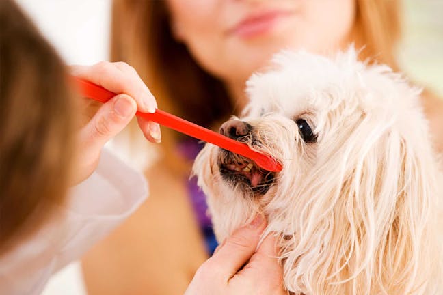 How to Train Your Dog to Brush His Teeth