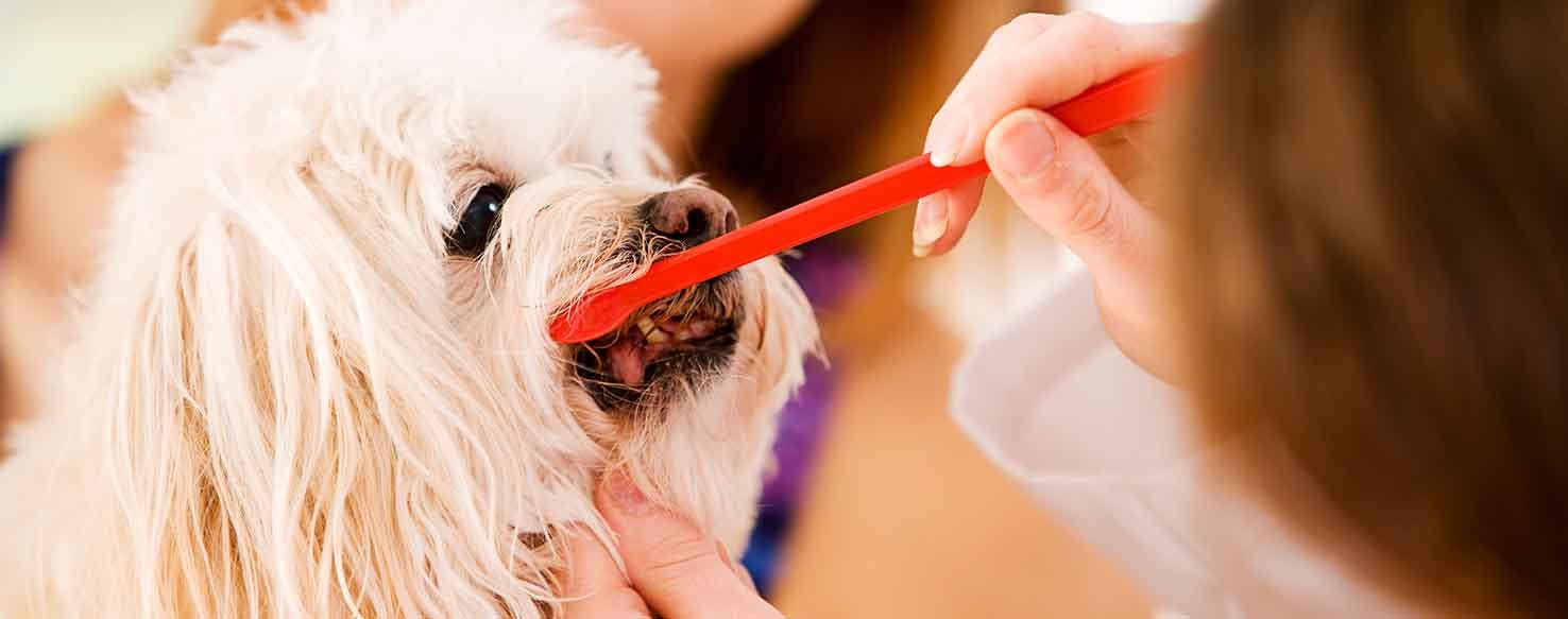 how to train your dog to brush teeth