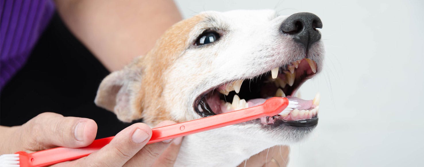 Brush with Fingers method for How to Train Your Dog to Brush His Teeth