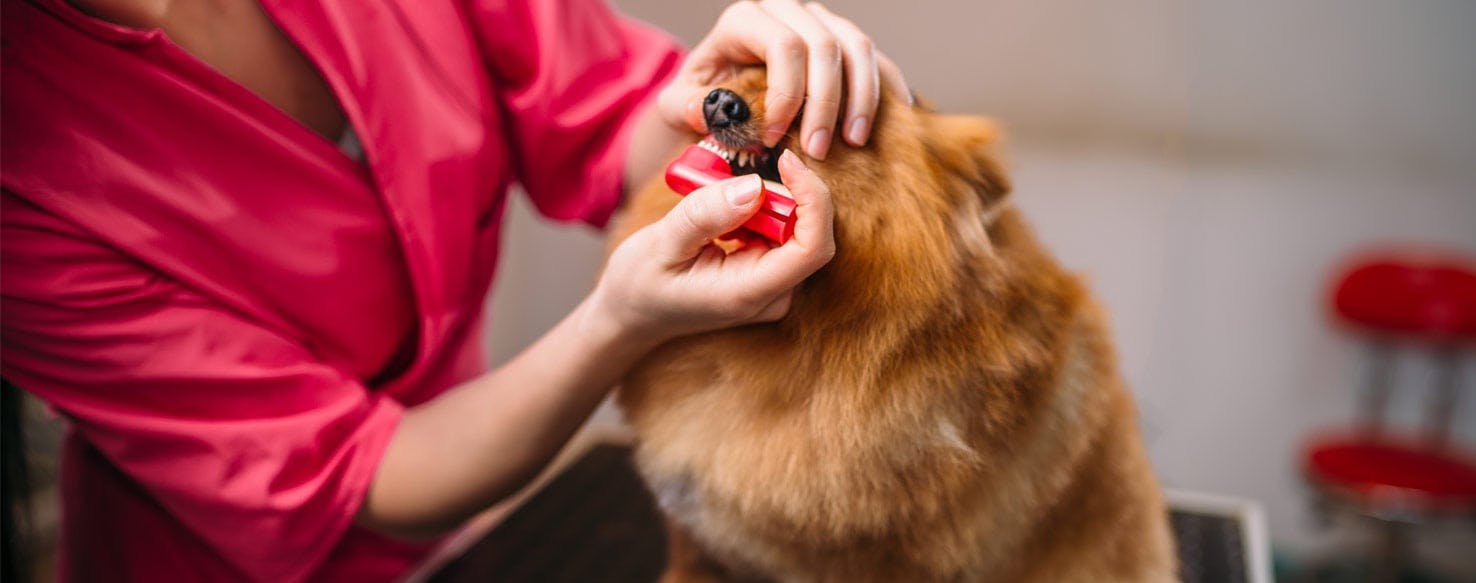 Hold Your Pup method for How to Train Your Dog to Brush His Teeth