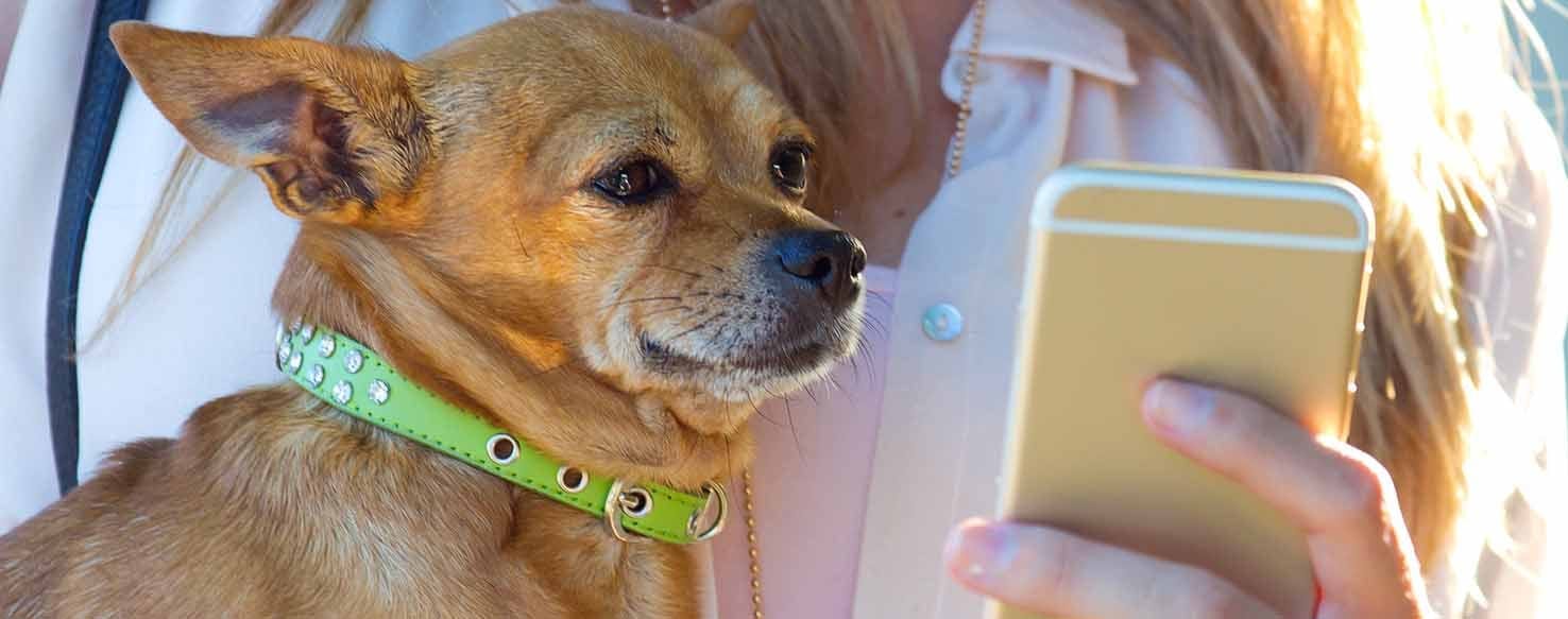 Using Technology method for How to Train Your Dog to Call 9-1-1