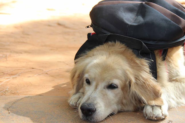 How to Train Your Dog to Carry a Backpack