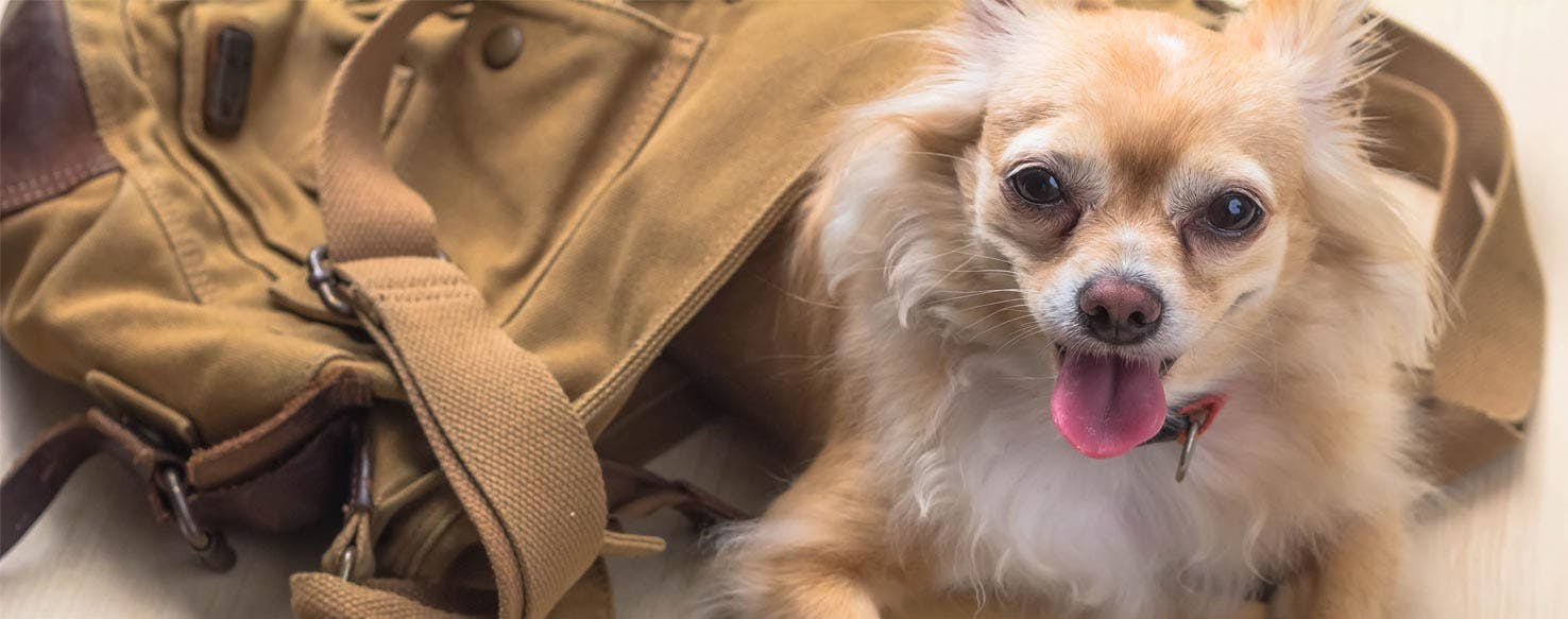 Getting Used to It method for How to Train Your Dog to Carry a Backpack