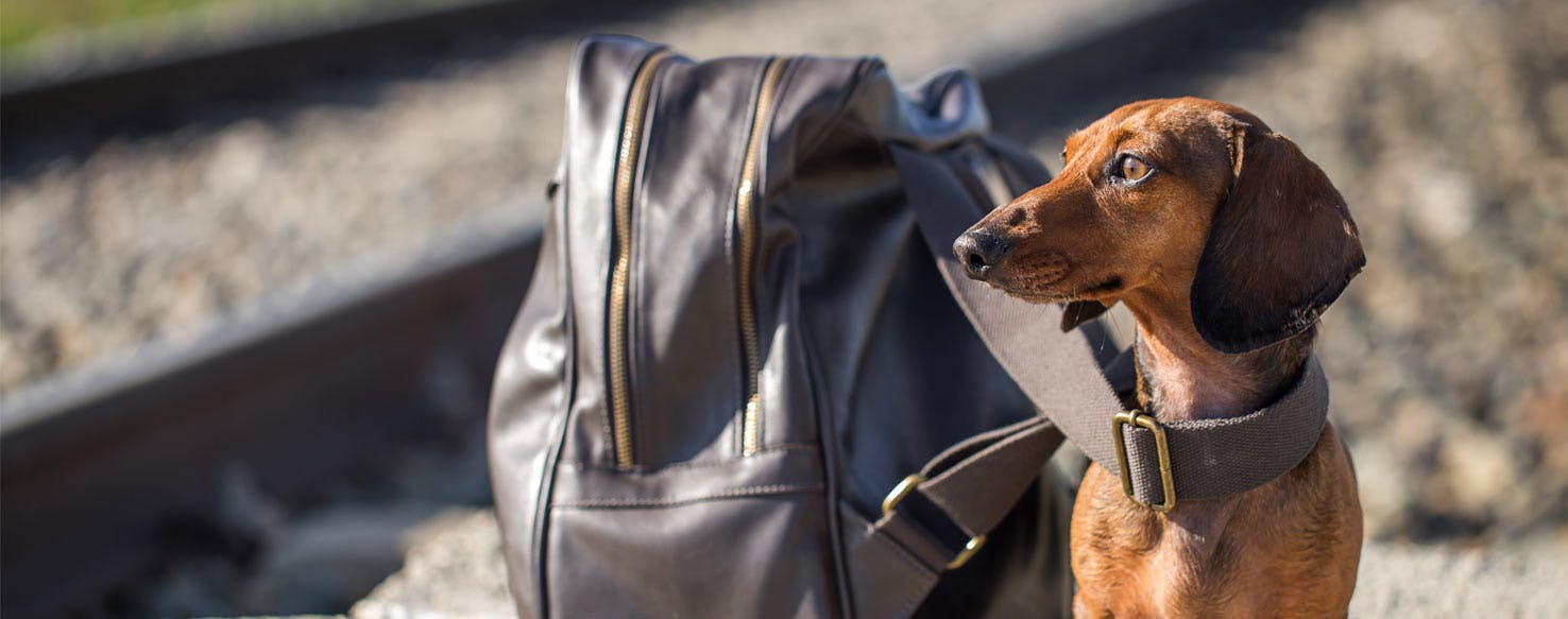 Starting Off Right method for How to Train Your Dog to Carry a Backpack