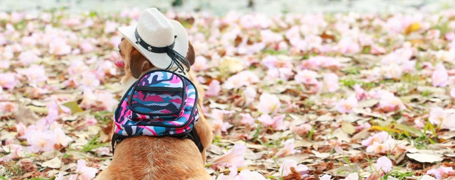 Around the house method for How to Train Your Dog to Carry a Backpack