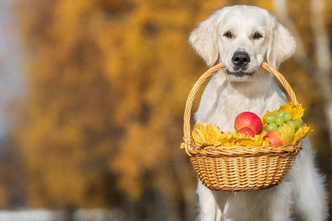 How to Train Your Dog to Carry a Basket