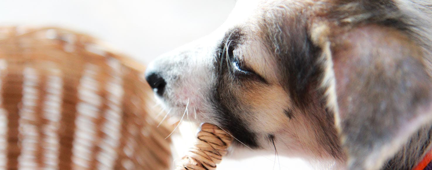 Peanut Butter method for How to Train Your Dog to Carry a Basket