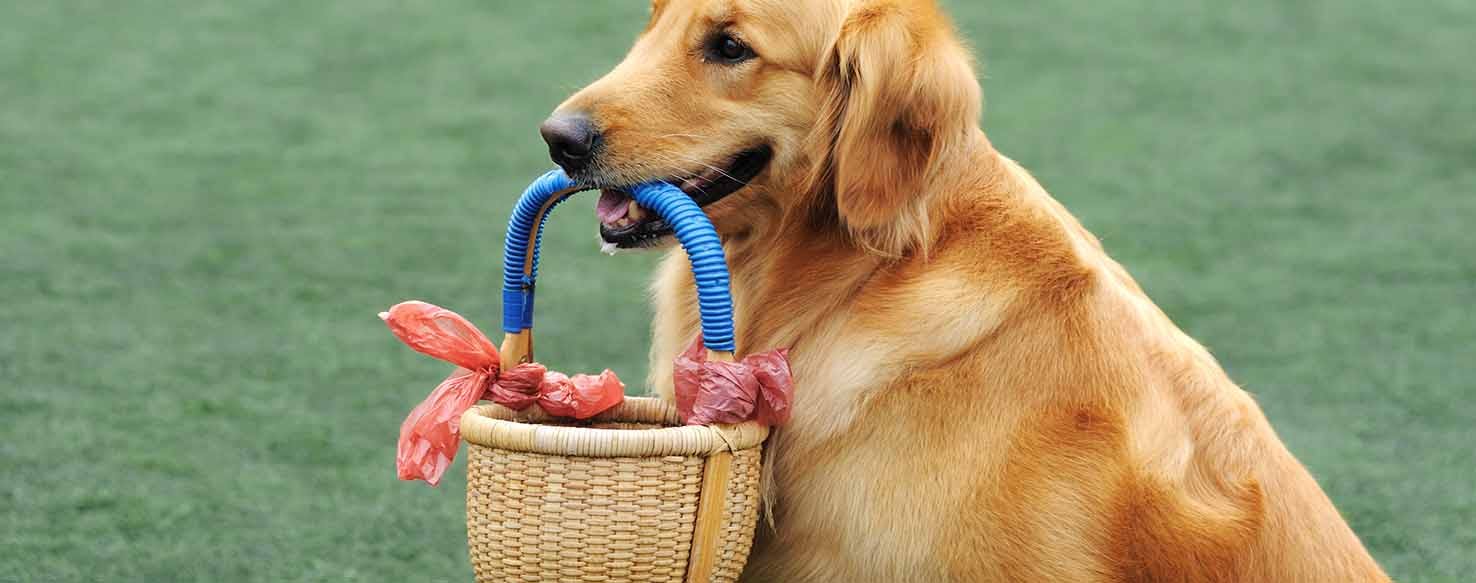 Click  and Treat method for How to Train Your Dog to Carry a Basket