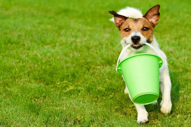 How to Train Your Dog to Carry a Bucket
