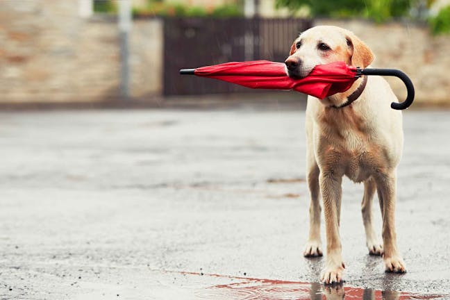 How to Train Your Dog to Carry Things