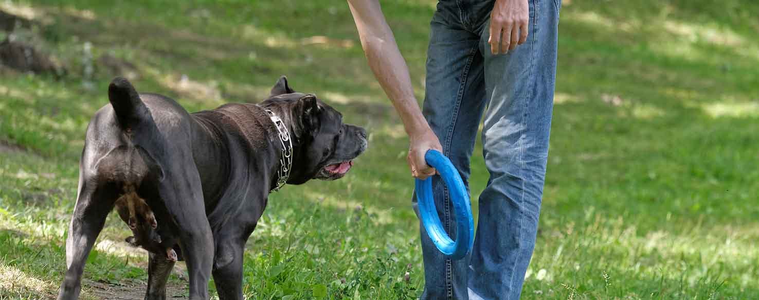 Platform Casting method for How to Train Your Dog to Cast