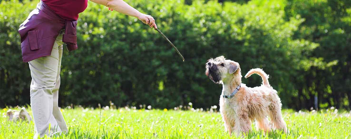 Increasing Knowledge method for How to Train Your Dog to Cast