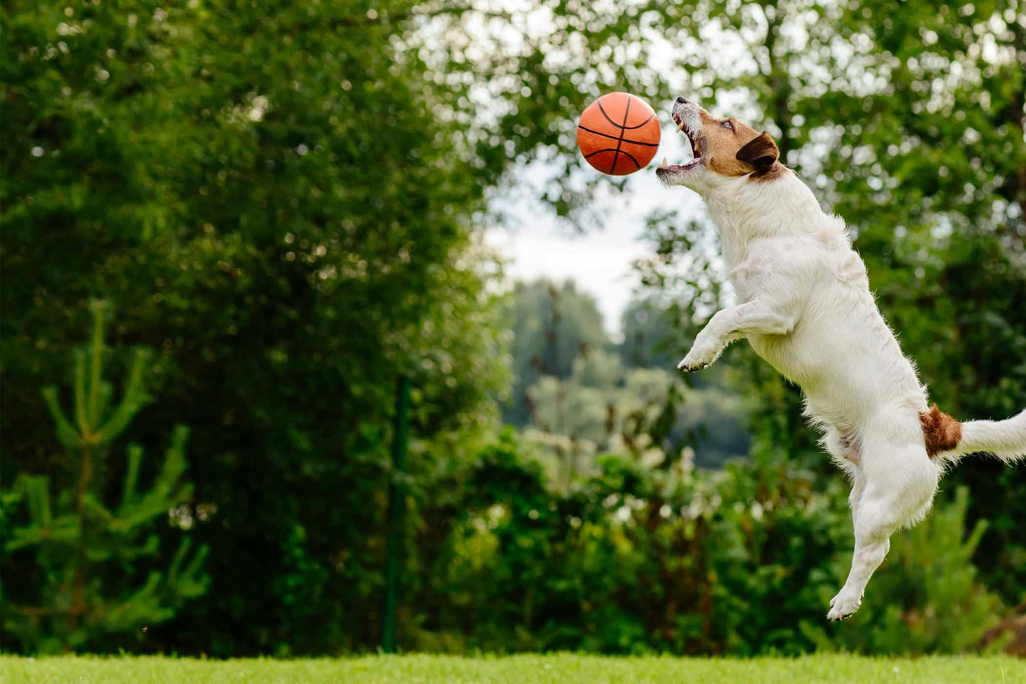 How Do You Teach A Dog To Catch A Ball