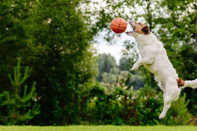 How to Train Your Dog to Catch a Ball