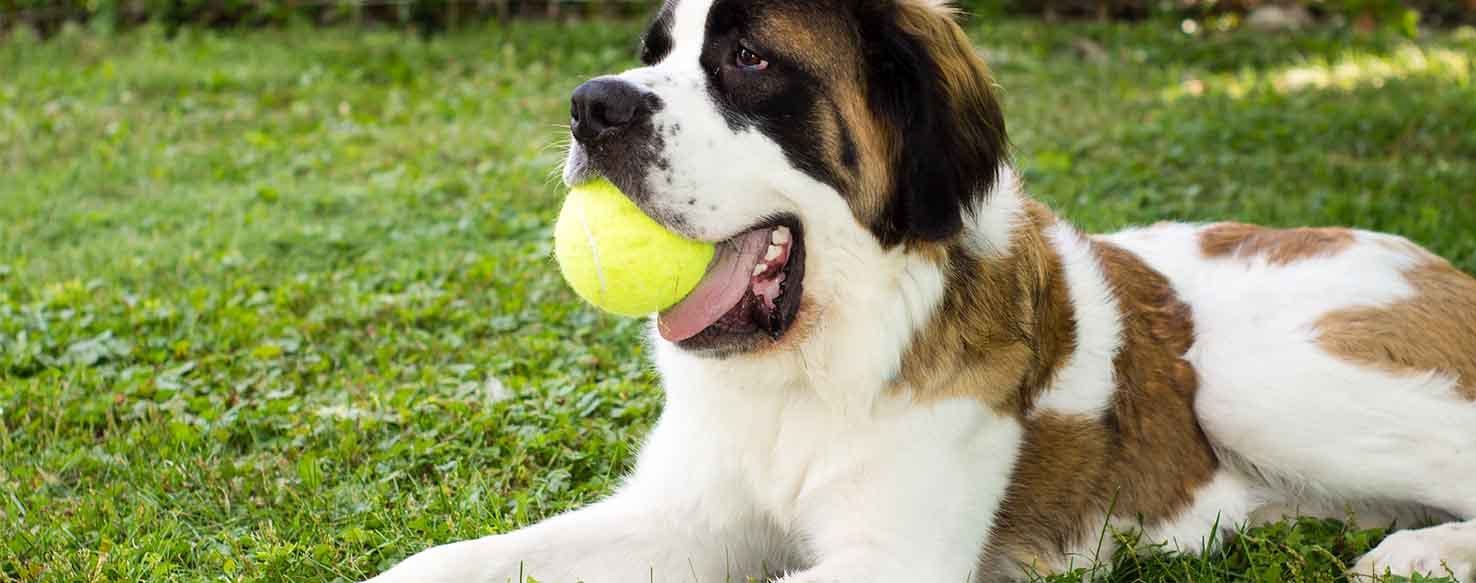 Treats to Tricks method for How to Train Your Dog to Catch a Ball
