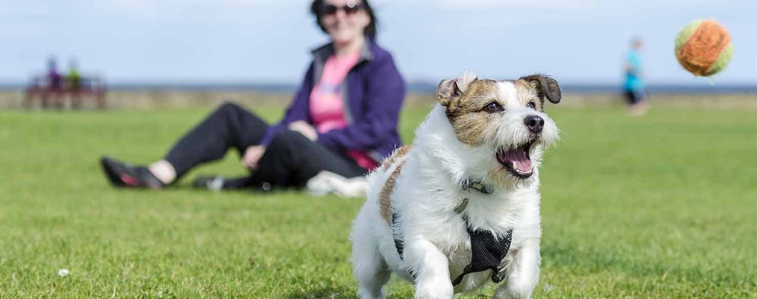 Monkey-in-the-Middle method for How to Train Your Dog to Catch a Ball