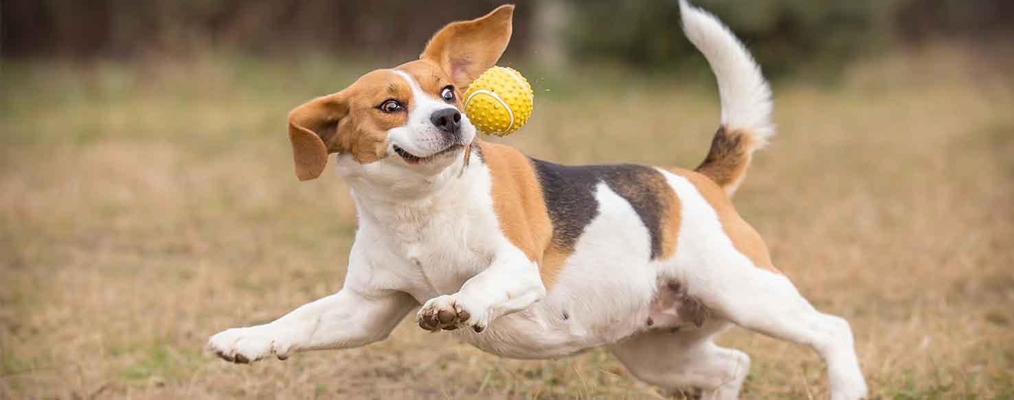 Withholding method for How to Train Your Dog to Catch a Ball