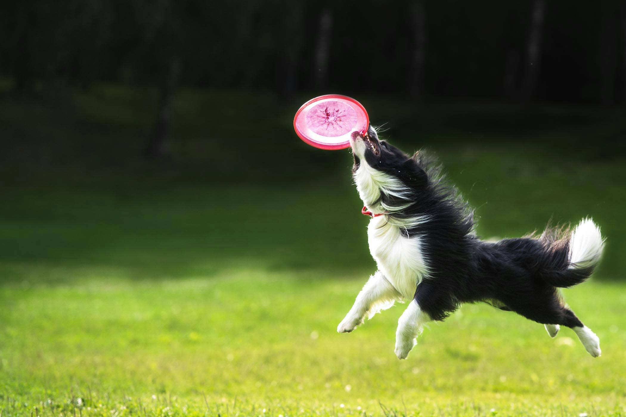 Dog with outlet frisbee