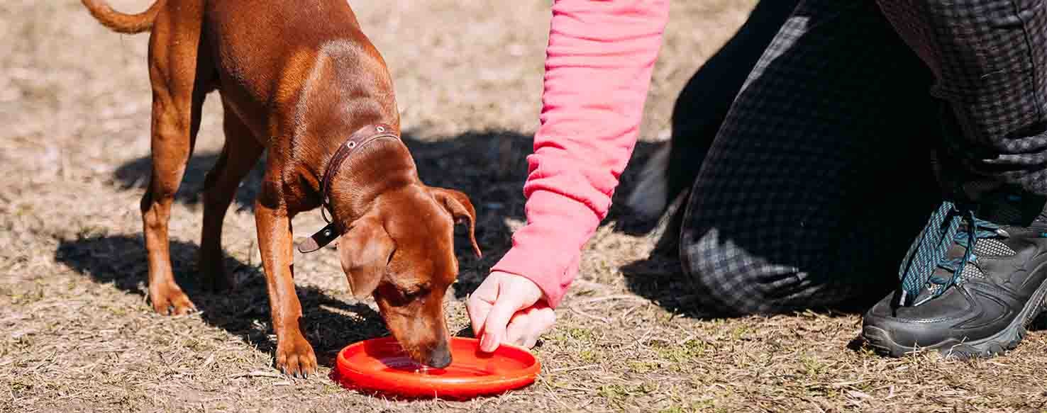Excited method for How to Train Your Dog to Catch a Frisbee