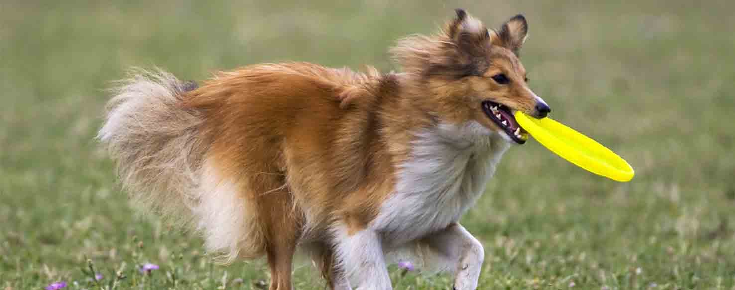 Strategic method for How to Train Your Dog to Catch a Frisbee