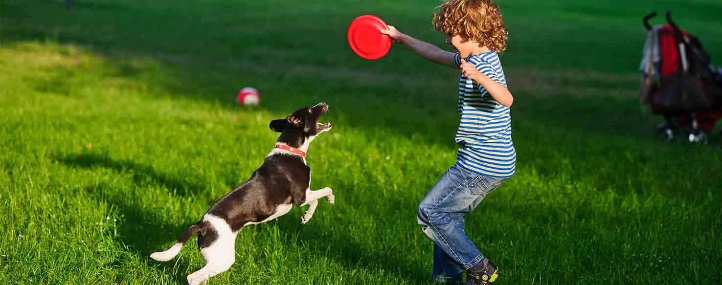 Bribery method for How to Train Your Dog to Catch a Frisbee