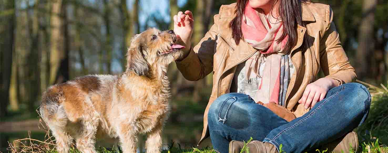 Big Stretch method for How to Train Your Dog to Catch Food
