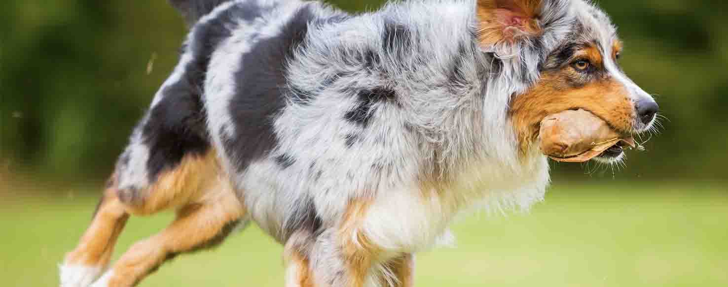 Short Sessions method for How to Train Your Dog to Catch Food