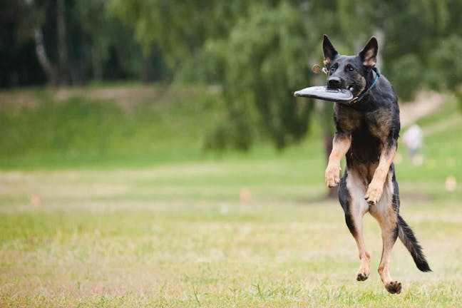 How to Train Your Dog to Catch in the Air