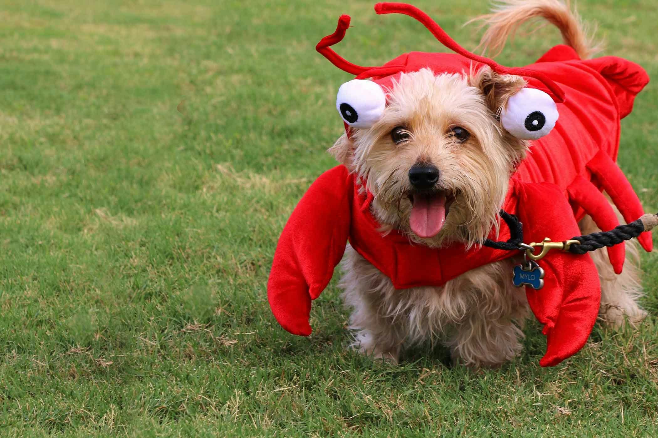 how-to-train-your-dog-to-catch-lobster-wag