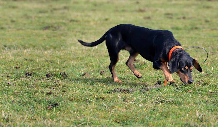 How to Train Your Dog to Catch Mice