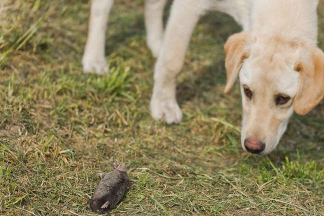 How to Train Your Dog to Catch Moles
