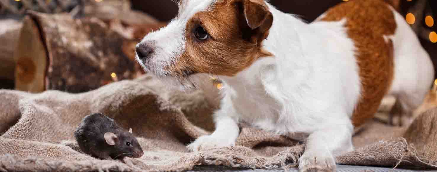Familiarization method for How to Train Your Dog to Catch Rats