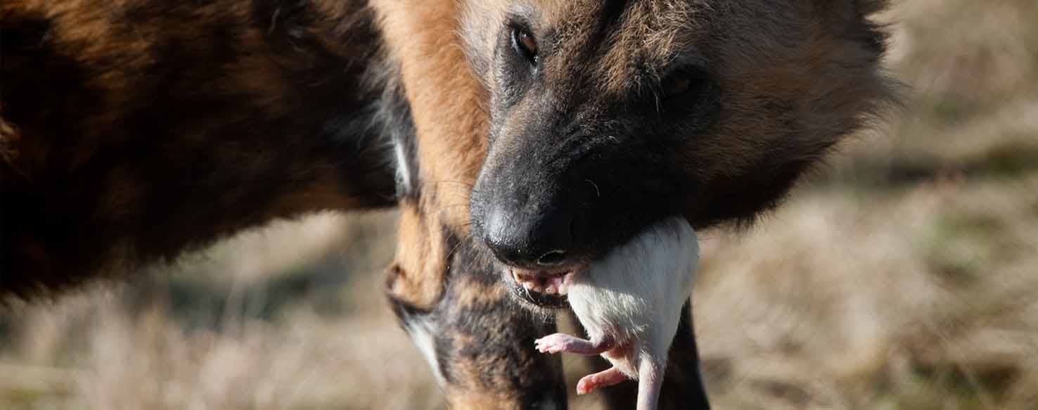 From Mouse to Rat method for How to Train Your Dog to Catch Rats